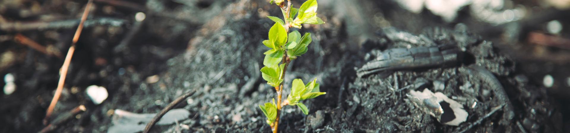 aaaa