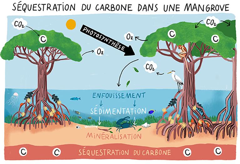 mangrove