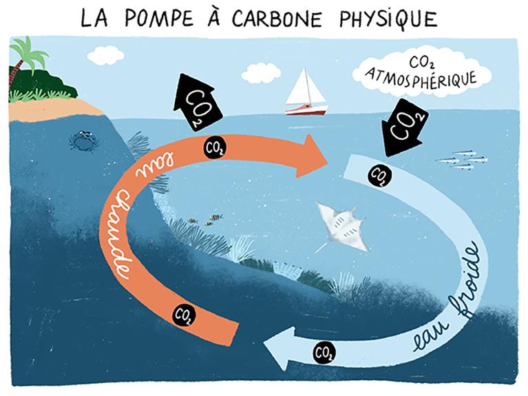 pompe à carbone physique
