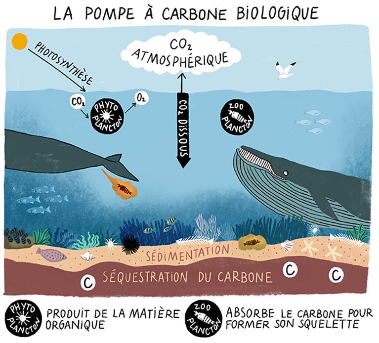 pompe à carbone biologique
