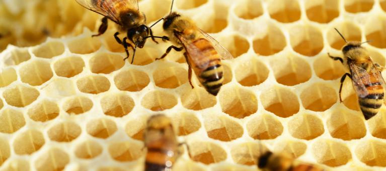 abeille